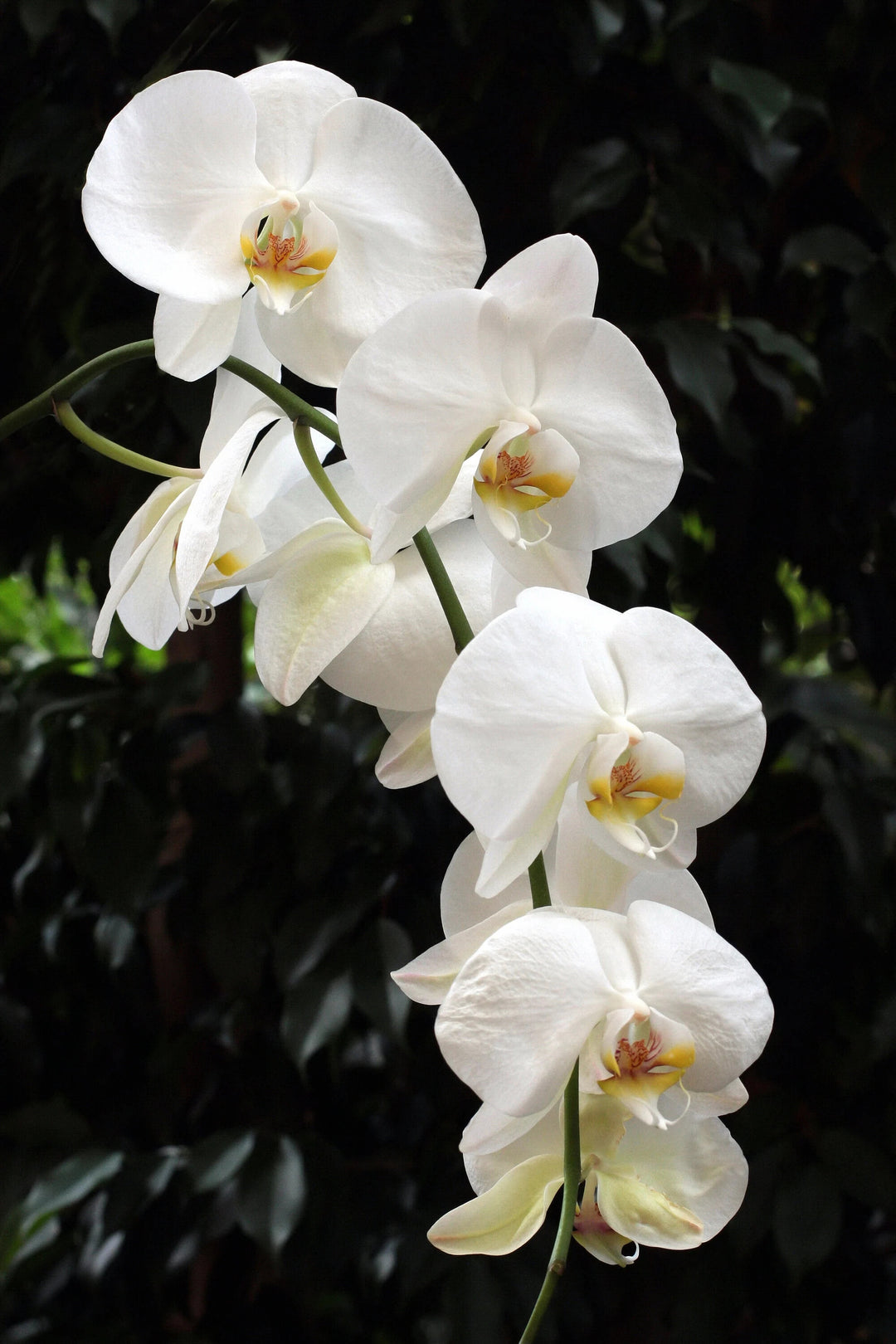 White Phalaenopsis Flower Seeds for Planting – Heirloom Non-GMO, High Germination Organic Garden Seeds