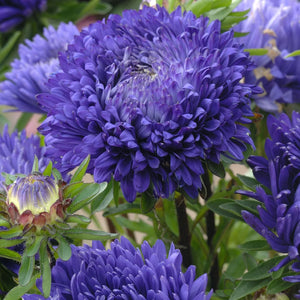 Flower Seeds, Seeds,Seeds For Planting,Plant Seeds