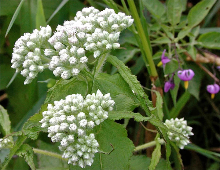 Boneset Seeds (Eupatorium perfoliatum) for Planting – Heirloom, Non-GMO Medicinal Herb for Immune Support & Moist Gardens