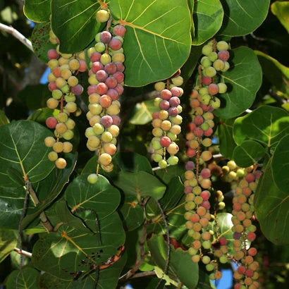 Fruit Seeds,Garden seeds, Seeds For Planting,Plant Seeds