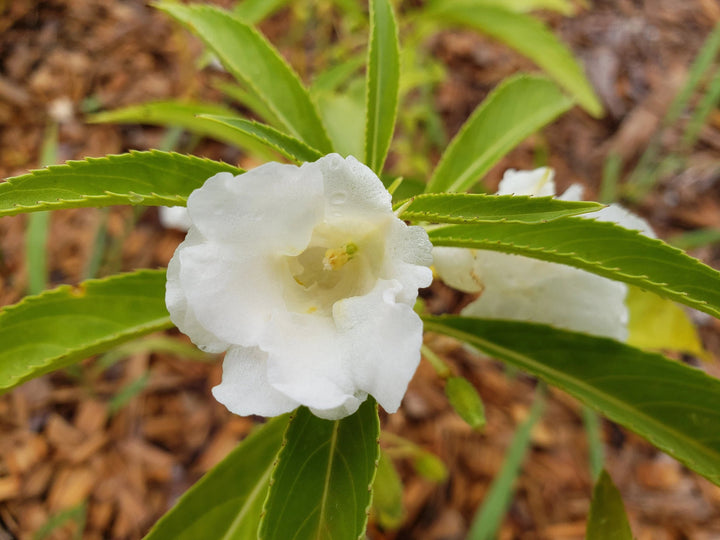 White Balsam Flower Seeds for Planting – Heirloom, Non-GMO, Bright Blooms, High Germination