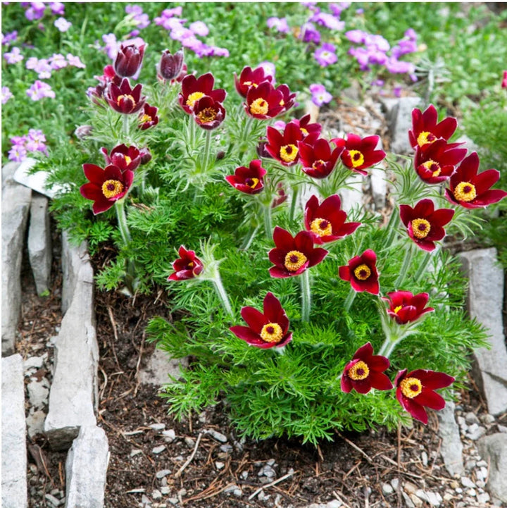 Flower Seeds, Seeds,Seeds For Planting,Plant Seeds