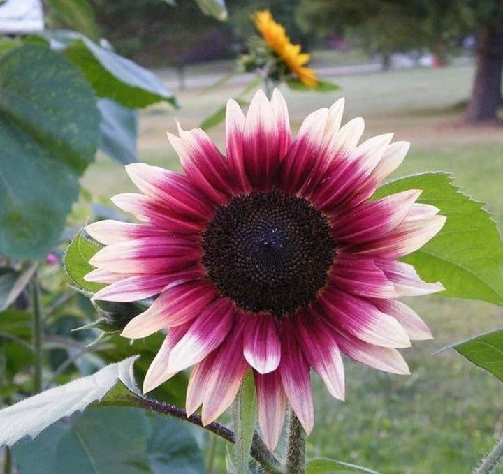 Cherry Rose SunFlower Seeds for Planting – Heirloom, Non-GMO, High Germination Organic Garden Seeds
