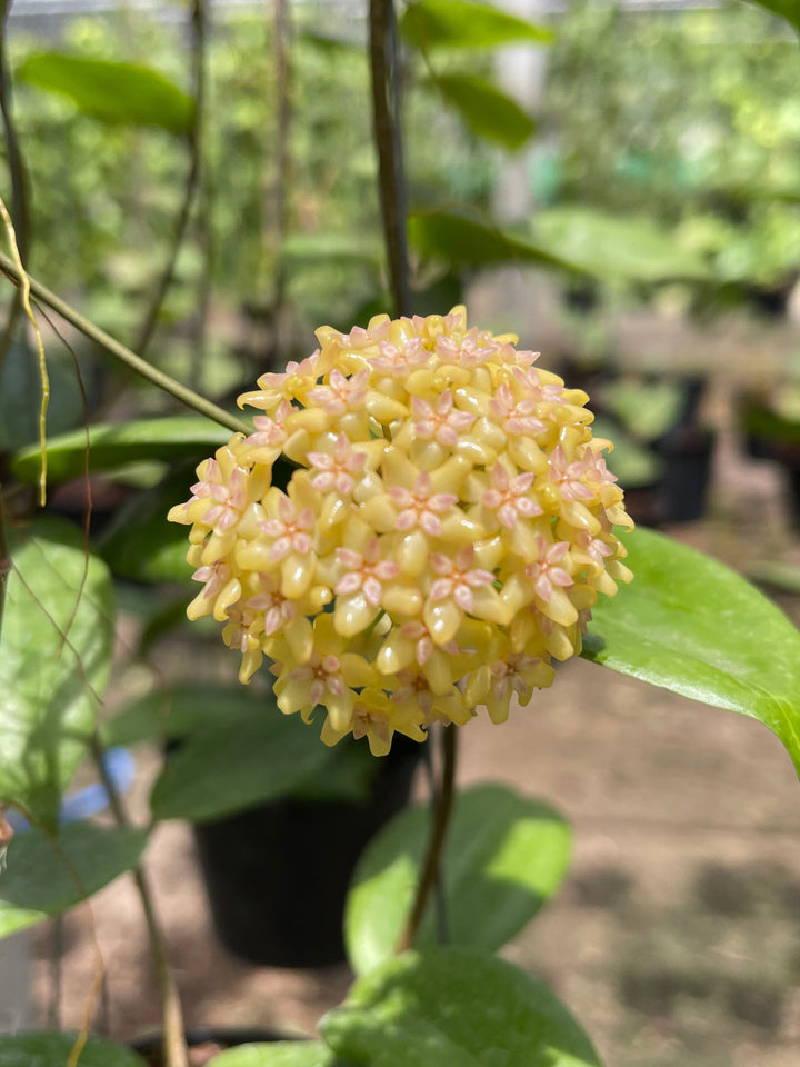 Yellow Carnosa Flower Seeds for Planting – Heirloom, Non-GMO, High Germination, Organic Garden Seeds