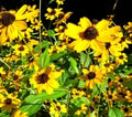 Yellow Rudbeckia Triloba Seeds – Heirloom, Non-GMO, Hardy Variety