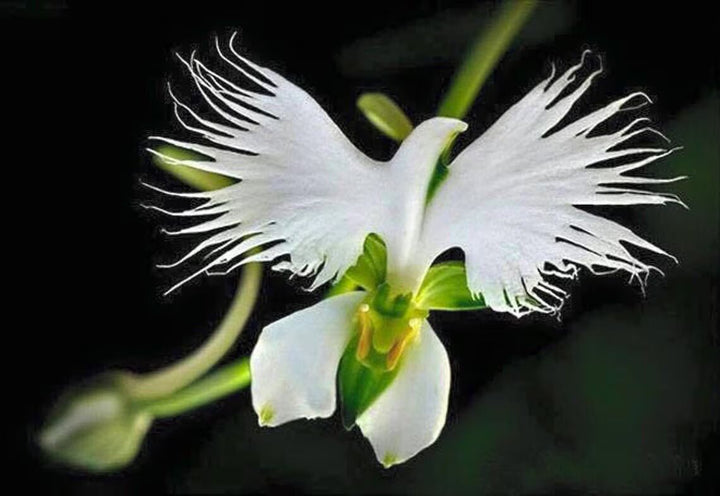 Dove Orchid Flower Seeds for Planting – Heirloom Wildflower Mix, Non-GMO, Organic Garden Seeds