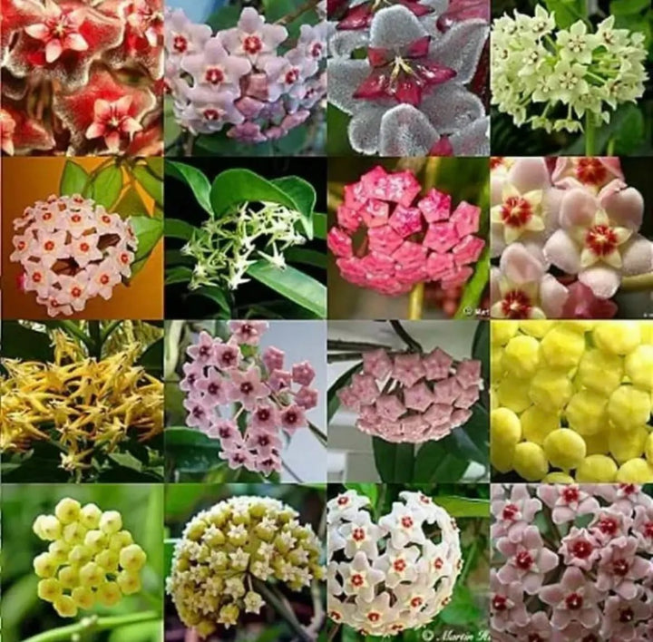 Hoya Flower Seeds for Planting Mixed Colors – Drought Tolerant, Heirloom, Non-GMO, High Germination Organic Garden Seeds