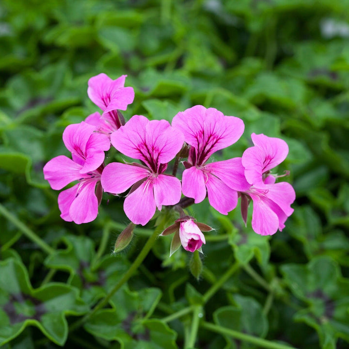 Flower Seeds, Seeds,Seeds For Planting,Plant Seeds