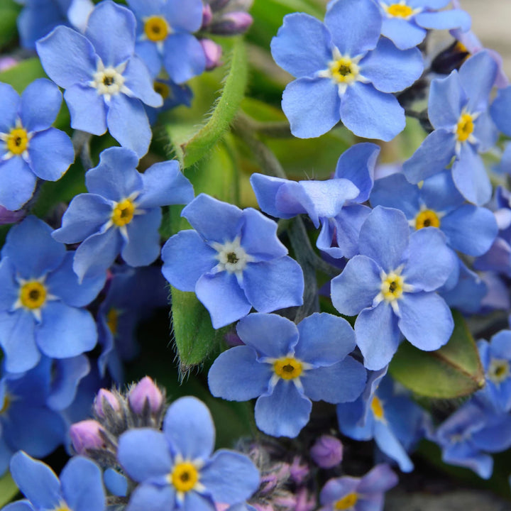 Cynoglossum Flower Seeds for Planting – Heirloom, Non-GMO, High Germination Organic Garden Seeds