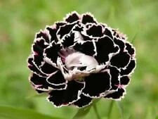 Black White Carnation Flower Seeds for Planting | Heirloom Non-GMO Seeds for Home Garden