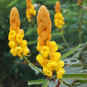 Flower Seeds, Seeds,Seeds For Planting,Plant Seeds