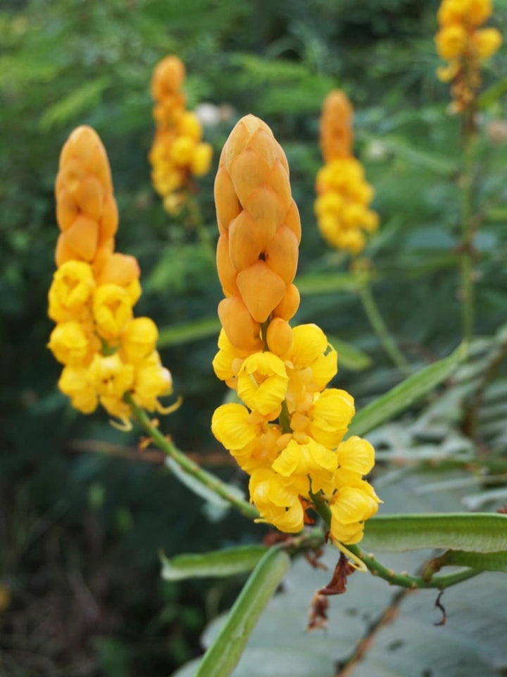 Flower Seeds, Seeds,Seeds For Planting,Plant Seeds