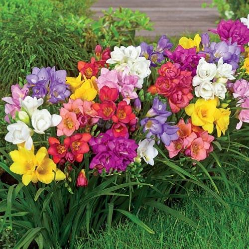 Freesia Bulbs Flower Seeds for Planting – Heirloom Non-GMO Seeds, High Germination, Organic Garden Seeds