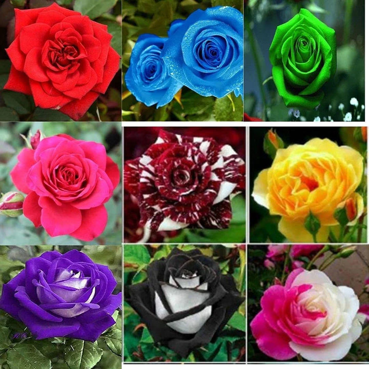 Flower Seeds, Seeds,Seeds For Planting,Plant Seeds