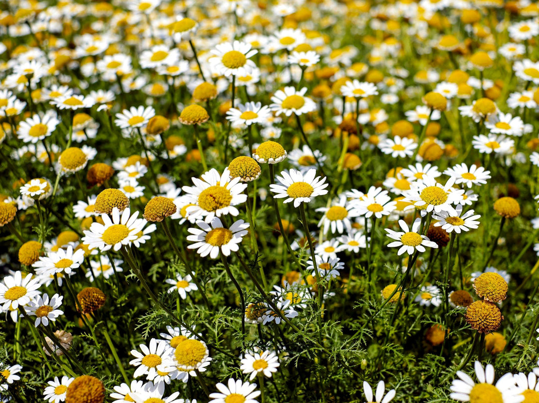 Flower Seeds, Seeds,Seeds For Planting,Plant Seeds