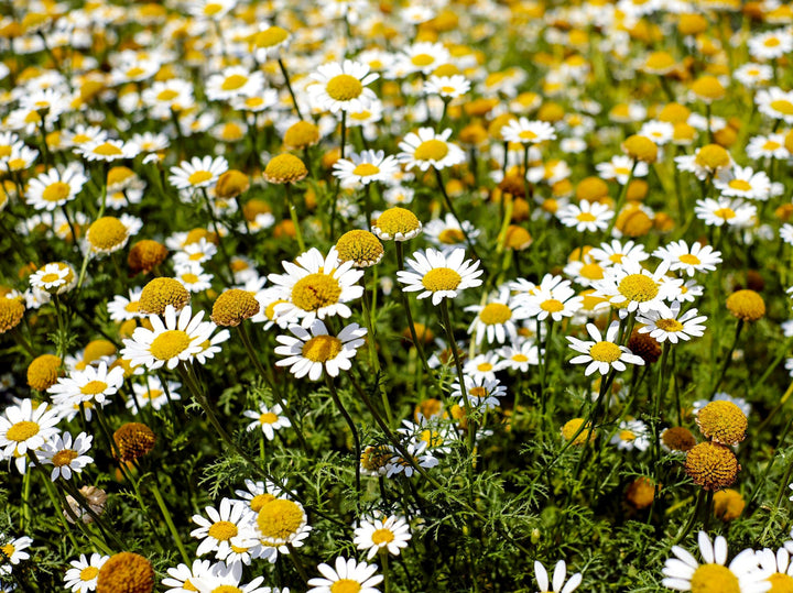 Flower Seeds, Seeds,Seeds For Planting,Plant Seeds