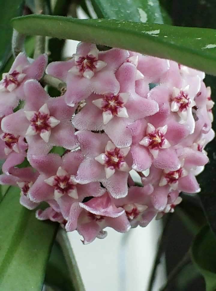 Light Pink Carnosa Flower Seeds for Planting – Heirloom, Non-GMO, Compact Growth, High Germination