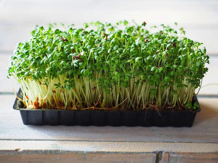 Lime Green Rock Cress Flower Seeds for Planting – Vibrant Colors, Heirloom, Non-GMO, High Germination Organic Garden Seeds
