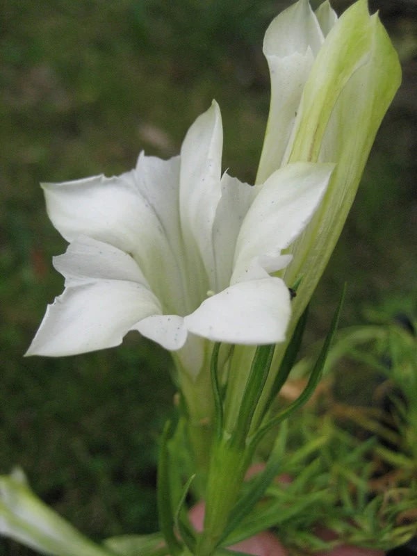 White Gentian Flower Seeds for Planting – Easy to Grow, Heirloom, Non-GMO Seeds for Home Garden