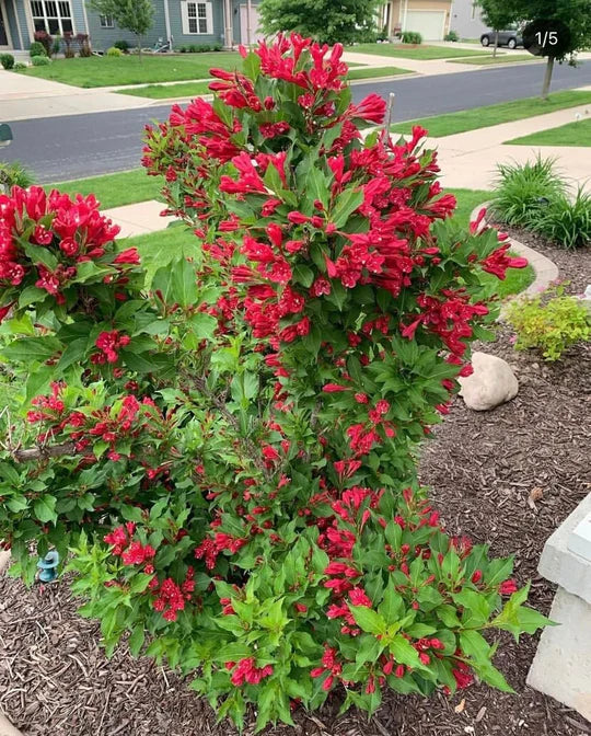 Weigela Flower Seeds for Planting – Drought Tolerant, Heirloom, Non-GMO, High Germination Organic Garden Seeds