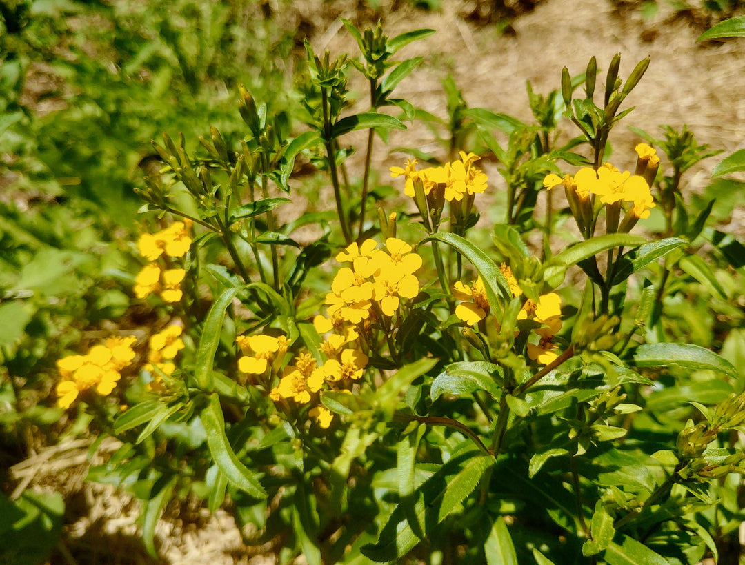 Flower Seeds, Seeds,Seeds For Planting,Plant Seeds