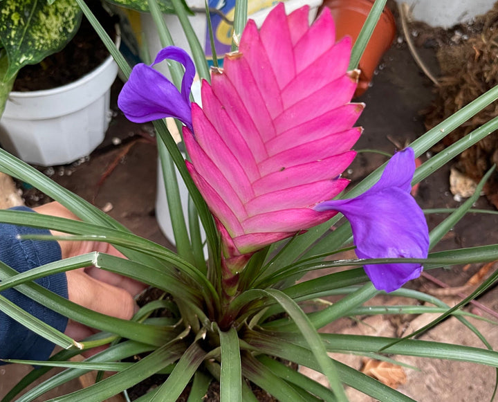 Tillandsia Cyanea Flower Seeds for Planting – Heirloom Non-GMO, High Germination, Organic Garden Seeds