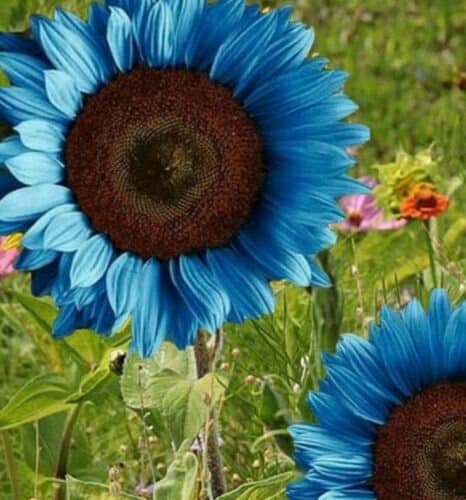 Dark Blue Sunflower Perennial Flower Seeds for Planting – Heirloom Non-GMO High Germination Organic Garden Seeds