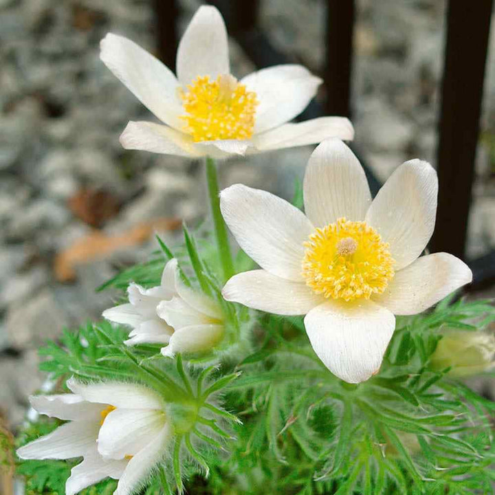 Light Green Anemone Pulsatilla Flower Seeds for Planting – Heirloom, Non-GMO Cottage Garden Essential