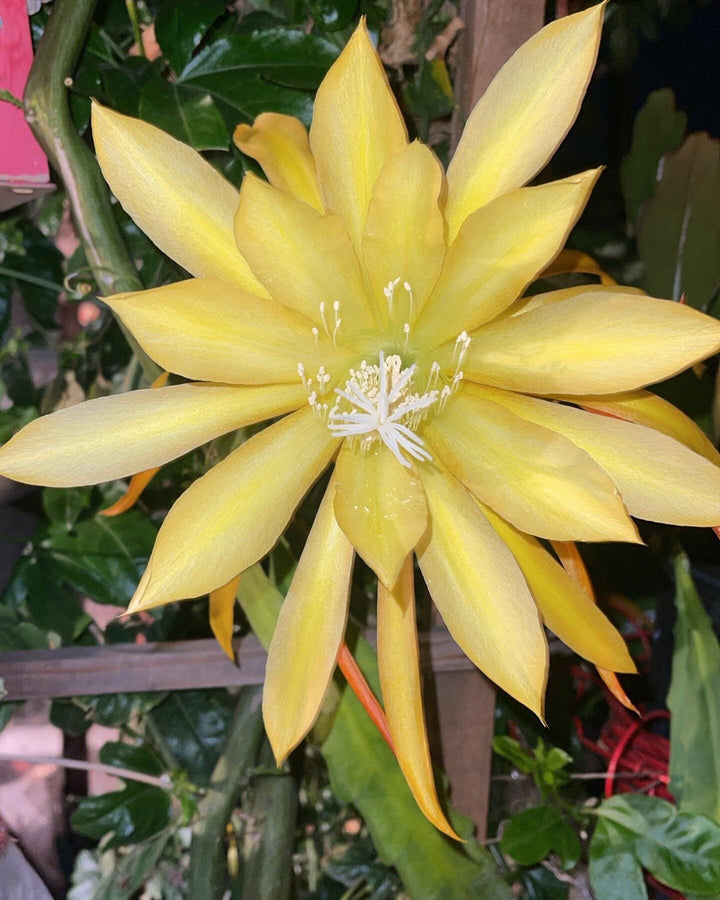 Yellow Epiphyllum Oxypetalum Seeds for Planting | Heirloom Non-GMO Organic Garden Seeds