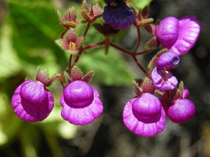 Violet Calceolaria Flower Seeds for Planting – Heirloom, Non-GMO, Cottage Garden Essential, High Germination