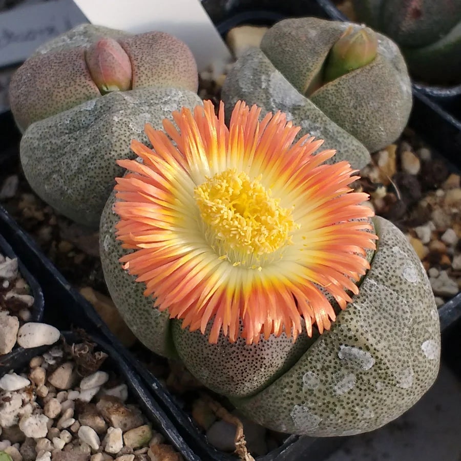 Pleiospilos Nelii Flower Seeds for Planting – Heirloom Non-GMO Seeds for Home &amp; Organic Garden