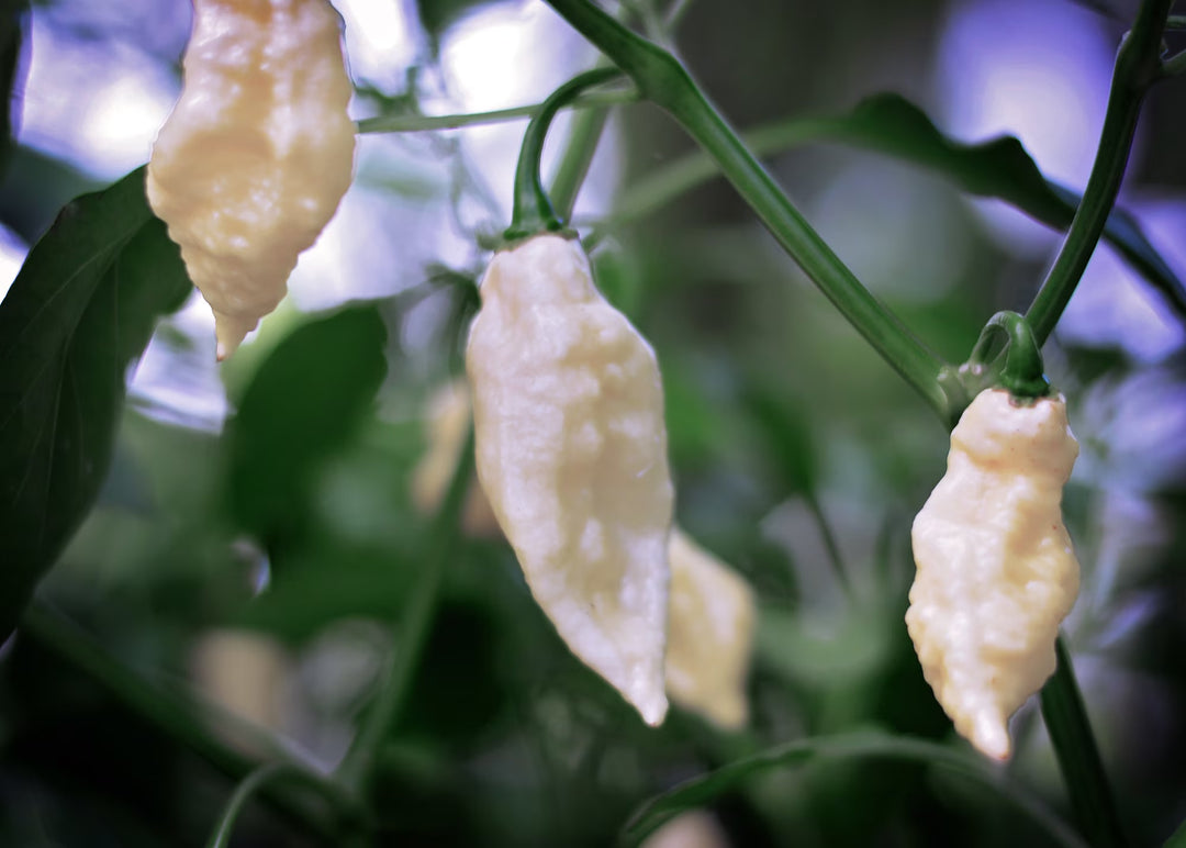 White Bhut Jolokia Pepper Seeds – Heirloom Non-GMO Extra Hot Ghost Chili Seeds for Planting, Organic Garden Seeds, High Germination