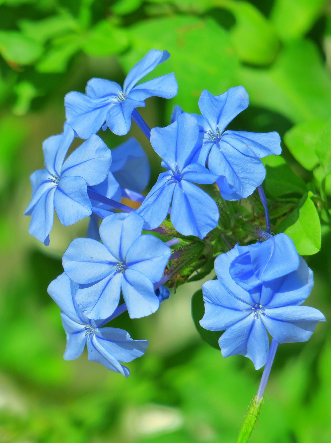 Blue Jasminum Sambac Flower Seeds for Planting – Heirloom, Non-GMO, Pollinator Friendly, High Germination