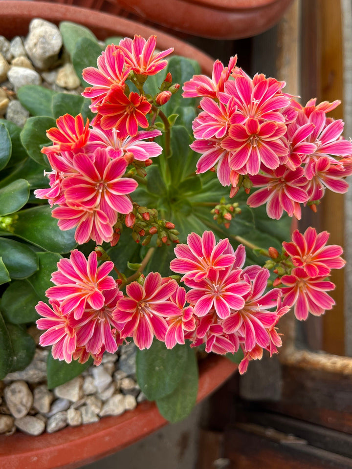 Flower Seeds, Seeds,Seeds For Planting,Plant Seeds