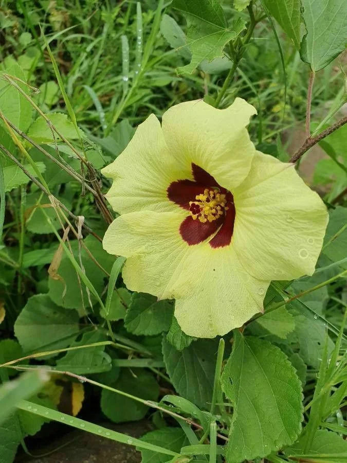 Flower Seeds, Seeds,Seeds For Planting,Plant Seeds