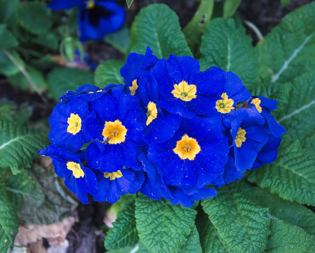 Navy Blue Primula Flower Seeds for Planting – Heirloom, Non-GMO, High Germination Garden Seeds