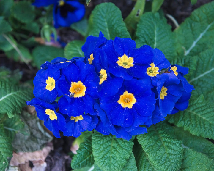 Navy Blue Primula Flower Seeds for Planting – Heirloom, Non-GMO, High Germination Garden Seeds