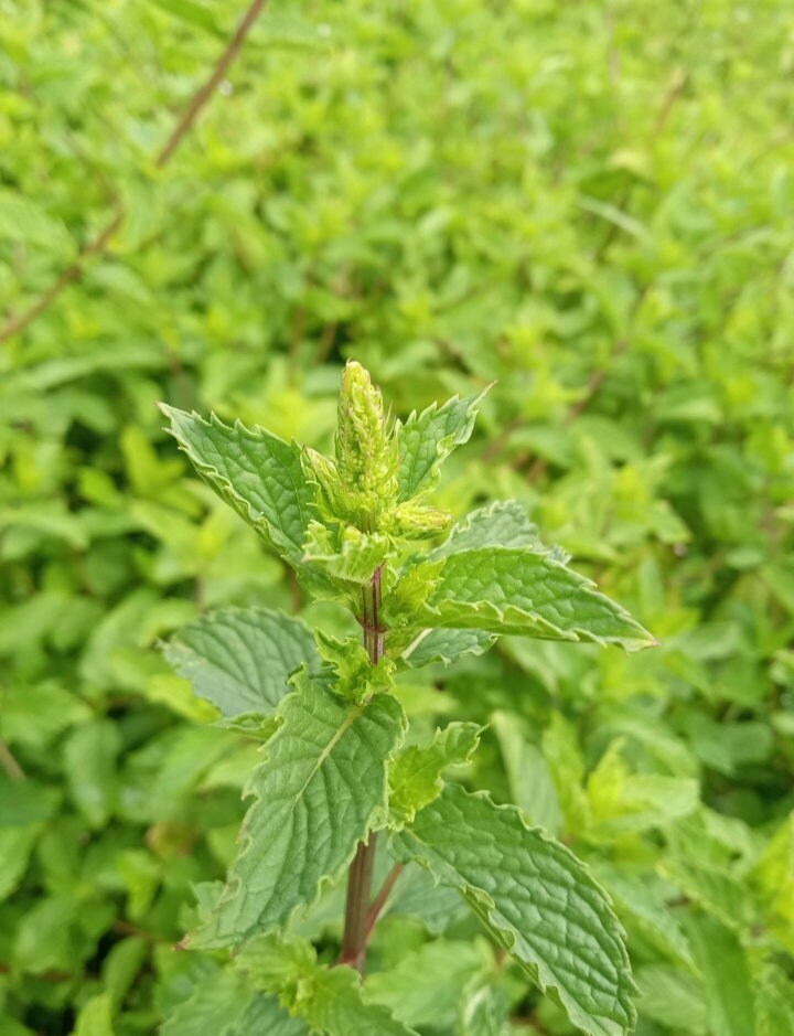 Green Mentha Arvensis Mint Herb Seeds – Heirloom, Non-GMO Flavorful Seeds for Garden Planting