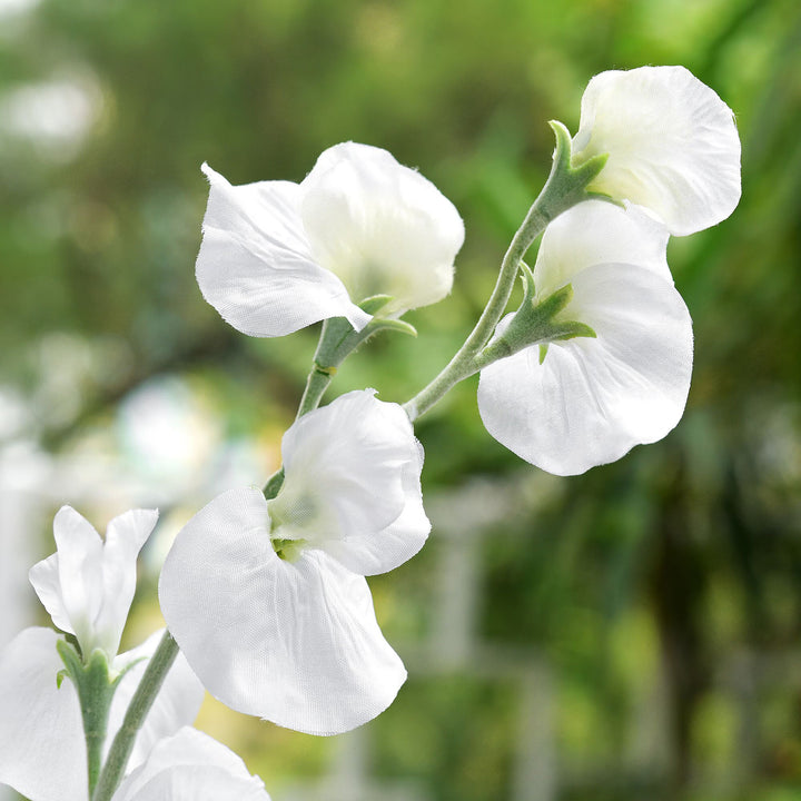 White Sweet Pea Flower Seeds – Heirloom & Non-GMO, Drought-Tolerant Blooms for Home Gardens