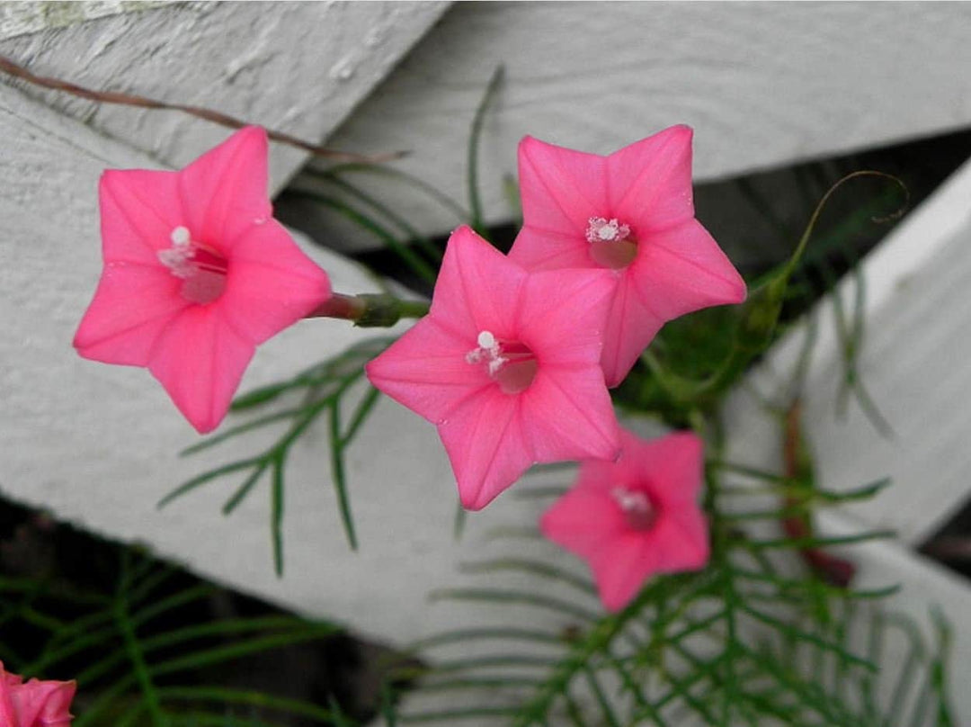 Pink Vinca Art Cypress Seeds for Planting – Heirloom Non-GMO, High Germination Organic Garden Seeds
