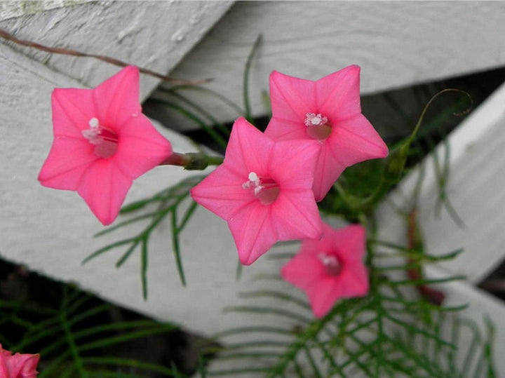 Pink Vinca Art Cypress Seeds for Planting – Heirloom Non-GMO, High Germination Organic Garden Seeds