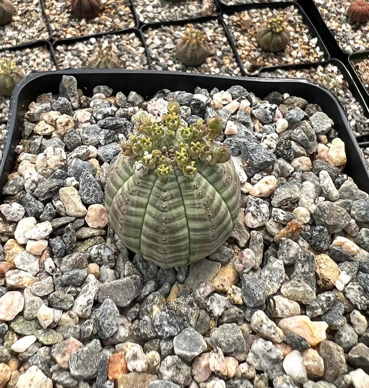 Green Euphorbia Obesa Flower Seeds for Planting – Heirloom, Non-GMO Border-Perfect Organic Garden Seeds