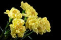 Light Yellow Carnation Flower Seeds for Planting – Heirloom, Non-GMO, High Germination Organic Garden Seeds