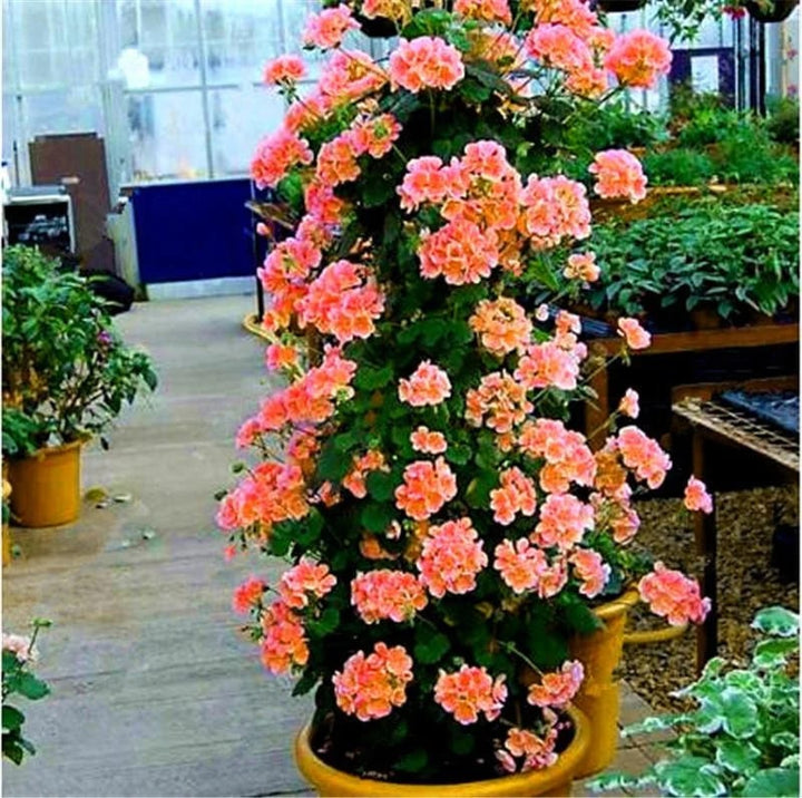 Orange Climbing Geranium Flower Seeds for Planting – Heirloom Non-GMO High Germination Organic Garden Seeds