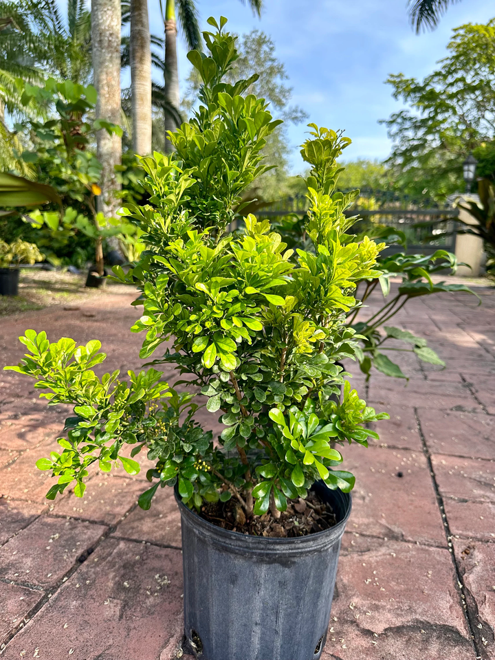 Bonsai Aglaia Odorata Flower Seeds for Planting - Perfect for Borders, Heirloom & GMO Free Seeds for Home Garden