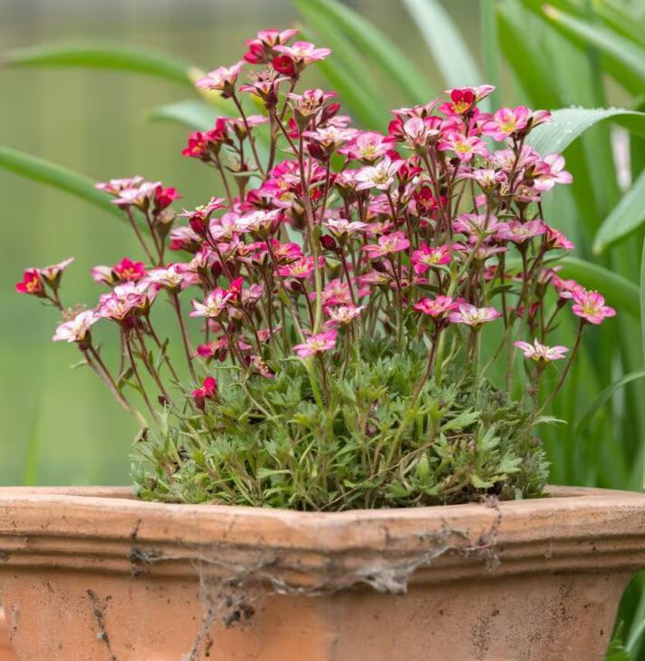 Heirloom Saxifrage Rose Seeds for Planting – Non-GMO, High Germination Organic Garden Seeds