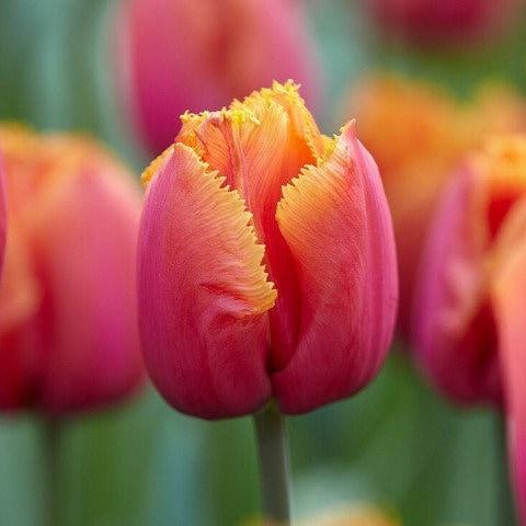 Orange Pink Tulip Flower Seeds for Planting – Heirloom, Non-GMO, Long Bloom Season, High Germination