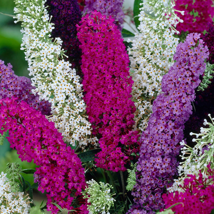 Mix Buddleia Butterfly Bush Flower Seeds for Planting – Heirloom Non-GMO, High Germination Organic Garden Seeds