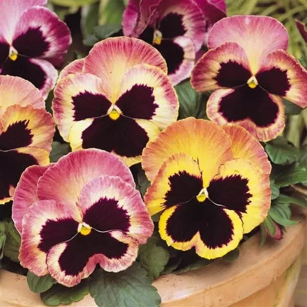Pink Yellow Pansy Flower Seeds for Planting | Heirloom Non-GMO High Germination Seeds