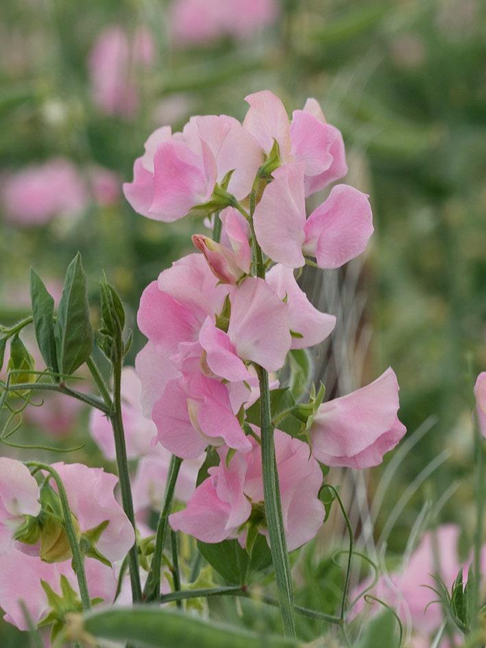 Light Pink Sweet Pea Flower Seeds for Planting – Heirloom, Non-GMO, Pollinator Friendly, High Germination
